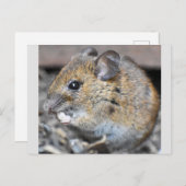 Gorgeous Kleine Maus Postkarte (Vorne/Hinten)