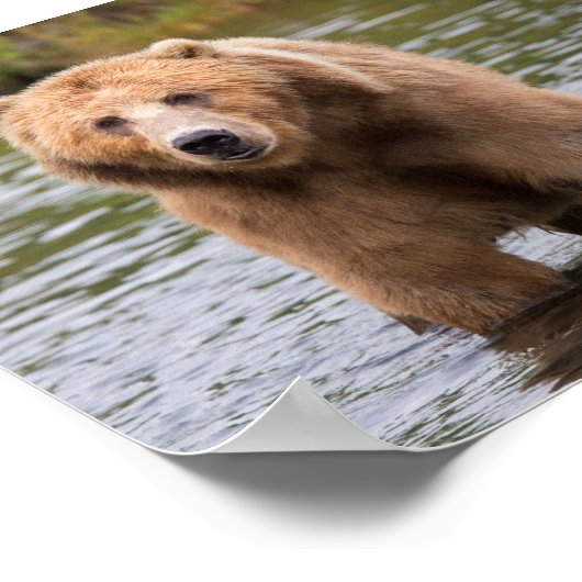 Gorgeous Kodiak Braunbär Poster (Ecke)