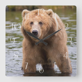 Gorgeous Kodiak Braunbär Quadratische Wanduhr