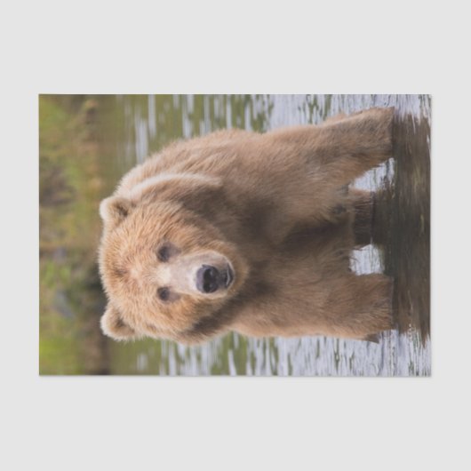 Gorgeous Kodiak Brown Bear Seidenpapier (Vorderseite)