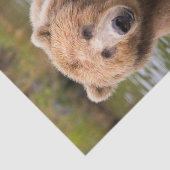 Gorgeous Kodiak Brown Bear Seidenpapier (Ausschnitt)