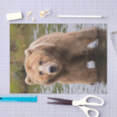 Gorgeous Kodiak Brown Bear Seidenpapier (Handwerk)