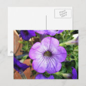 Gorgeous Lila Petunia Postkarte (Vorne/Hinten)