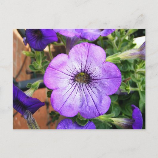 Gorgeous Lila Petunia Postkarte (Vorderseite)