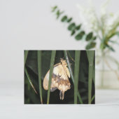 Gorgeous Moth Postcard Postkarte (Stehend Vorderseite)