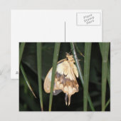 Gorgeous Moth Postcard Postkarte (Vorne/Hinten)