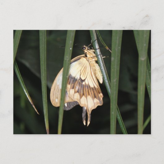Gorgeous Moth Postcard Postkarte (Vorderseite)