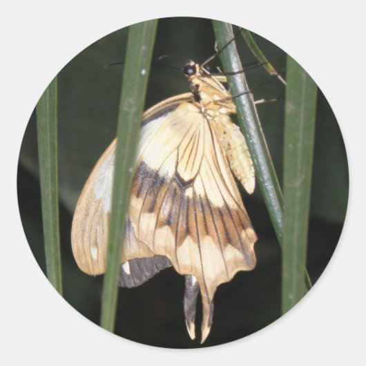 Gorgeous Moth Sticker (Vorderseite)