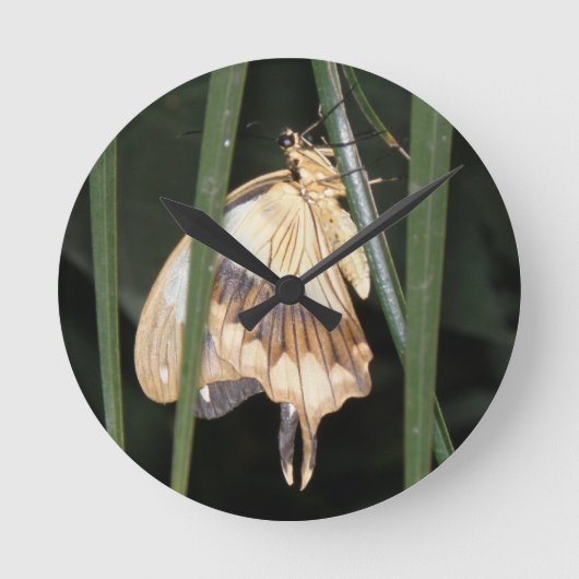 Gorgeous Moth Wall Clock Runde Wanduhr (Vorderseite)
