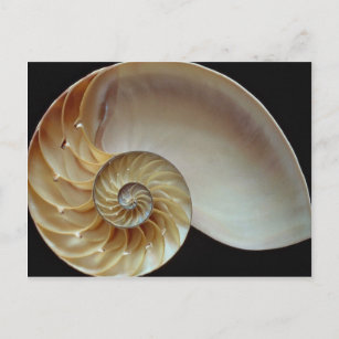 Gorgeous Nautilus Muschel Postkarte