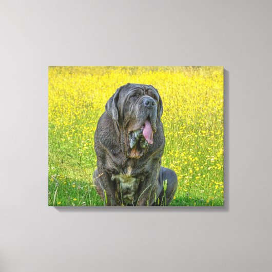 Gorgeous Neapolitan Mastiff Leinwanddruck (Vorderseite)