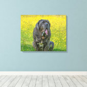 Gorgeous Neapolitan Mastiff Leinwanddruck (Insitu (Holzboden))