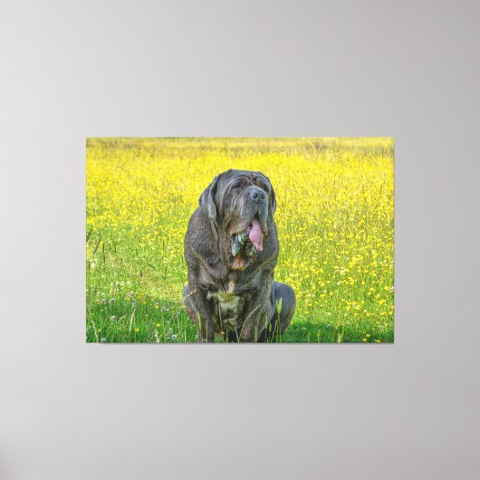 Gorgeous Neapolitan Mastiff Leinwanddruck (Vorderseite)