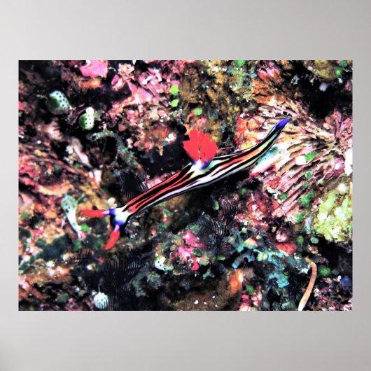 Gorgeous Nudi Poster (Vorne)