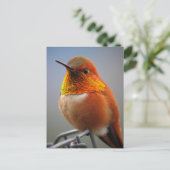Gorgeous Orange Hummingbird Postkarte (Stehend Vorderseite)