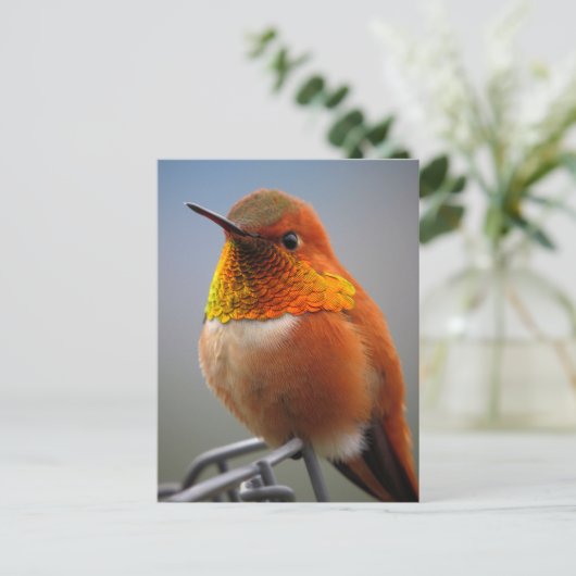 Gorgeous Orange Hummingbird Postkarte (Stehend Vorderseite)