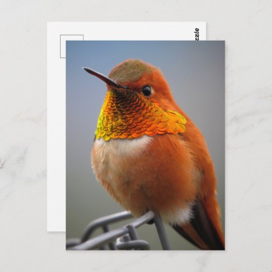 Gorgeous Orange Hummingbird Postkarte (Vorne/Hinten)