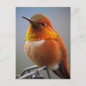 Gorgeous Orange Hummingbird Postkarte (Vorderseite)