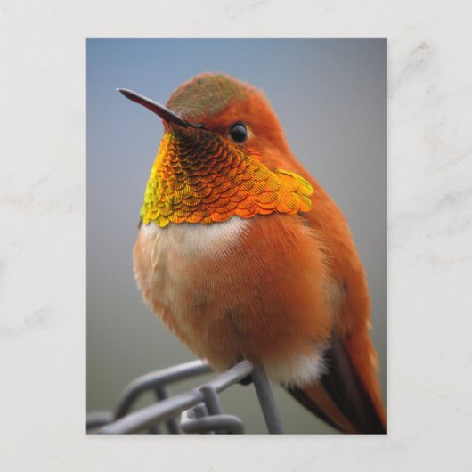 Gorgeous Orange Hummingbird Postkarte (Vorderseite)
