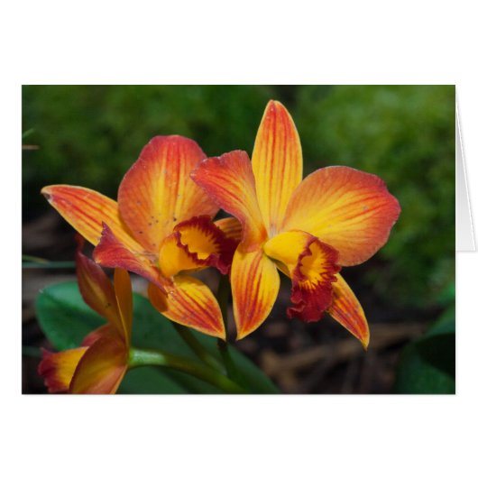Gorgeous Orange Yellow Rhyncattleanthe Orchid (Vorderseite (Horizontal))