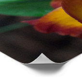 Gorgeous Orange Yellow Rhyncattleanthe Orchid Poster (Ecke)