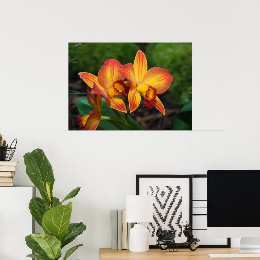 Gorgeous Orange Yellow Rhyncattleanthe Orchid Poster (Heimbüro)