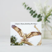 Gorgeous Osprey hawk Florida Postcard Postkarte (Stehend Vorderseite)