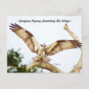 Gorgeous Osprey hawk Florida Postcard Postkarte