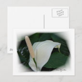 Gorgeous Petals 12 Postkarte (Vorne/Hinten)