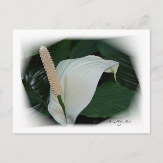 Gorgeous Petals 12 Postkarte (Vorderseite)