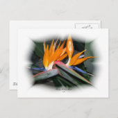 Gorgeous Petals 29 Postkarte (Vorne/Hinten)