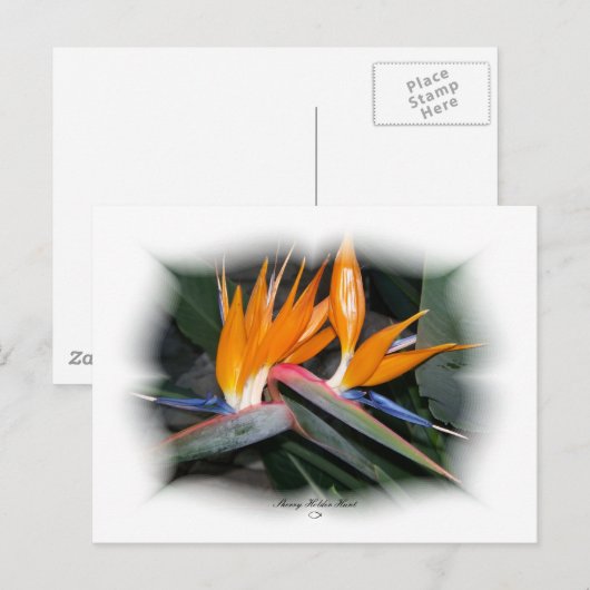 Gorgeous Petals 29 Postkarte (Vorne/Hinten)