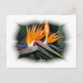 Gorgeous Petals 29 Postkarte (Vorderseite)