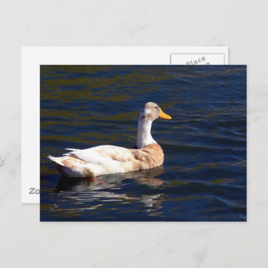 Gorgeous Pied Duck Postkarte (Vorne/Hinten)
