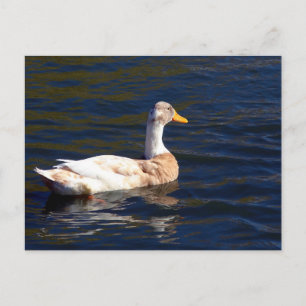 Gorgeous Pied Duck Postkarte