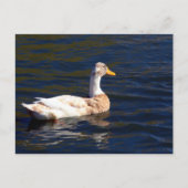 Gorgeous Pied Duck Postkarte (Vorderseite)
