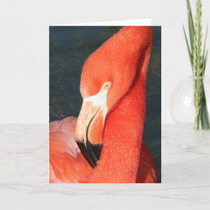 Gorgeous Pink Flamingo Greeting Card Karte