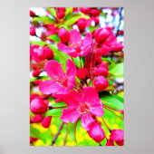 Gorgeous Red Barron Crabapple Foto Poster (Vorne)