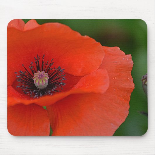 Gorgeous Red Poppy Mousepad (Vorne)