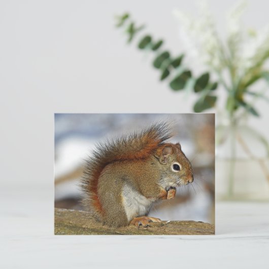 Gorgeous Red Squirrel Postkarte (Stehend Vorderseite)