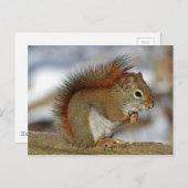 Gorgeous Red Squirrel Postkarte (Vorne/Hinten)