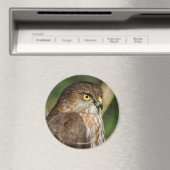 Gorgeous Sharp-Shinned Hawk kommt A-Callin' Magnet (In Situ (Geschirrspüler))