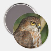Gorgeous Sharp-Shinned Hawk kommt A-Callin' Magnet (Vorderseite/Rückseite)