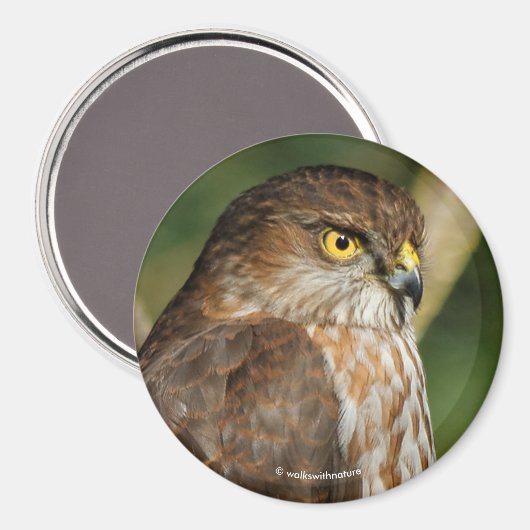 Gorgeous Sharp-Shinned Hawk kommt A-Callin' Magnet (Vorderseite/Rückseite)