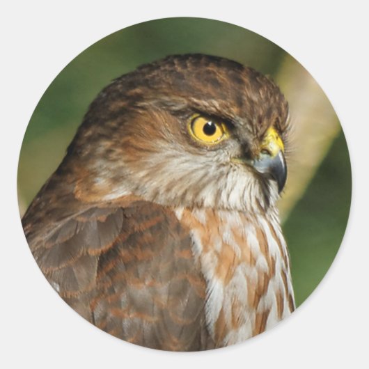 Gorgeous Sharp-Shinned Hawk kommt A-Callin' Runder Aufkleber (Vorderseite)