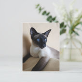 Gorgeous Siamese Cat Face Postkarte (Stehend Vorderseite)
