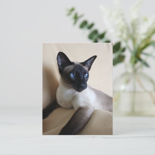 Gorgeous Siamese Cat Face Postkarte (Stehend Vorderseite)