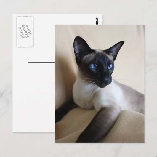 Gorgeous Siamese Cat Face Postkarte (Vorne/Hinten)