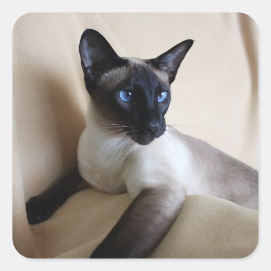 Gorgeous Siamese Cat Face Quadratischer Aufkleber (Vorderseite)