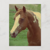 Gorgeous Spring Paint Horse Mare Postkarte (Vorderseite)